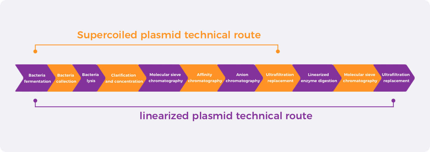 Supercoiled and Linearized Plasmid Manufacturing Workflow